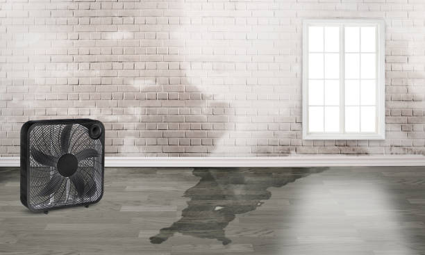 Best Water damage cleanup near me  in Brooklyn Center, MN
